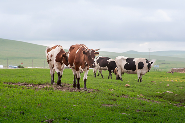 中國(guó)動物微生态産業的發(fā)展情況
